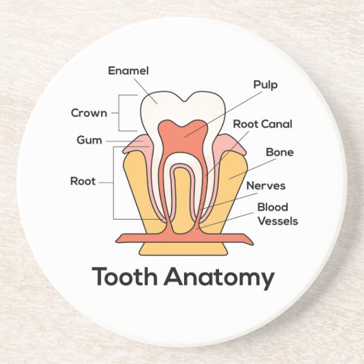 Tandanatomiegrafiek Zandsteen Onderzetter (Voorkant)