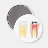 Tanden Anatomie Magneet (Voorkant / Achterkant)