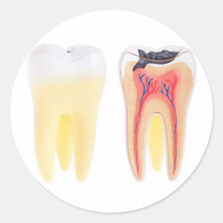 Tanden Anatomie Ronde Sticker