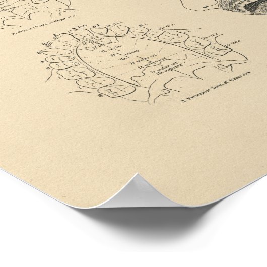  tandheelkundige Anatomie 1880 Afdruk Poster (Hoek)