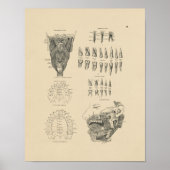  tandheelkundige Anatomie 1880 Afdruk Poster (Voorkant)