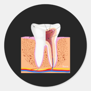 tandheelkundige anatomie voor normaal tandheelkund ronde sticker