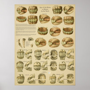 Tandheelkundige leeftijd van paardentanden poster