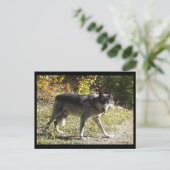 "Tandjes" Post Kaart (Staand voorkant)