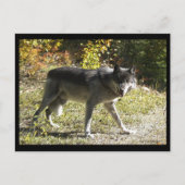 "Tandjes" Post Kaart (Voorkant)