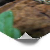 Tandpaddenstoelen die natuurlijk groeien poster (Hoek)