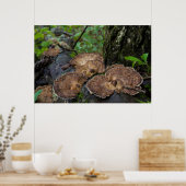 Tandpaddenstoelen die natuurlijk groeien poster (Keuken)