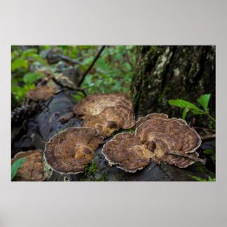 Tandpaddenstoelen die natuurlijk groeien poster