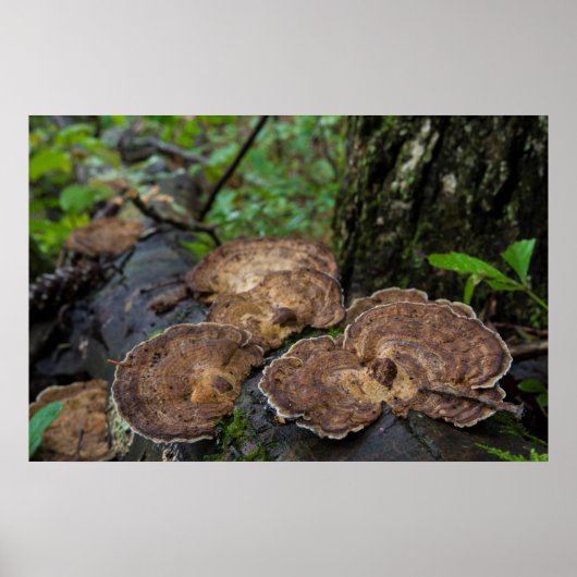 Tandpaddenstoelen die natuurlijk groeien poster (Voorkant)
