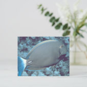 Tang Fish Briefkaart (Staand voorkant)