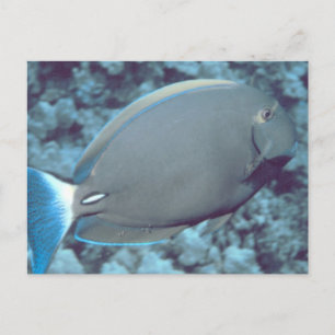 Tang Fish Briefkaart