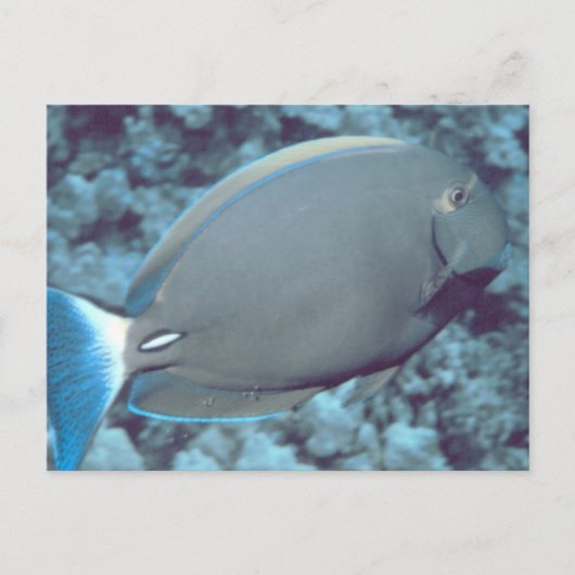 Tang Fish Briefkaart (Voorkant)