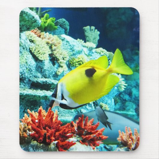 Tang Muismat (Voorkant)