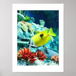 Tang tropische vis poster