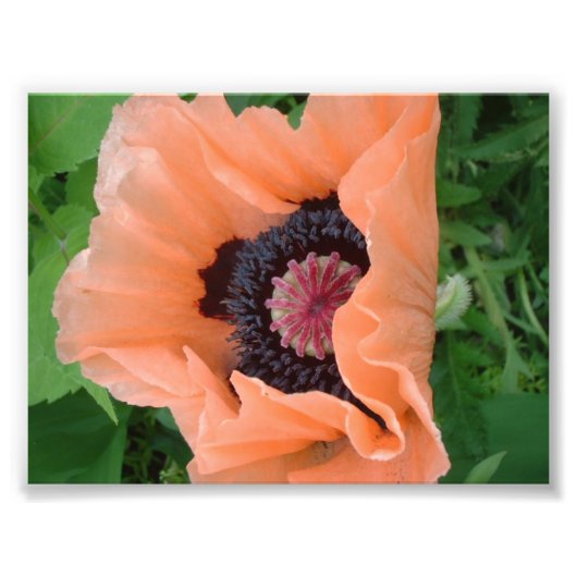 Tangerine gekleurde papaver 2 foto afdruk (Voorkant)