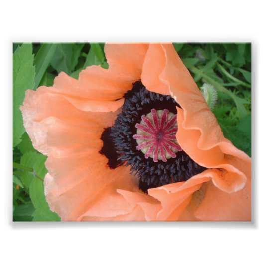 Tangerine-gekleurde papaver foto afdruk (Voorkant)