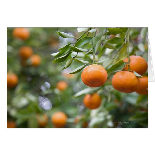 Tangerines in de boom (Voorkant Horizontaal)