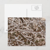 Tangle of Icy Branches Briefkaart (Voorkant / Achterkant)