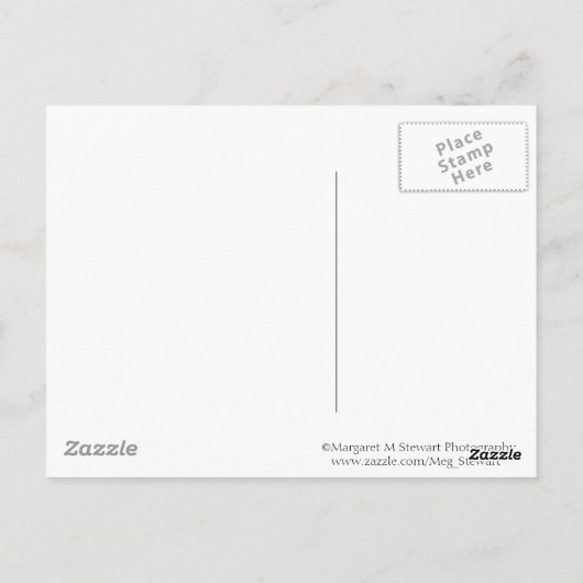 Tangle of Icy Branches Briefkaart (Achterkant)