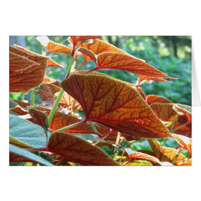 Tangled (Voorkant Horizontaal)