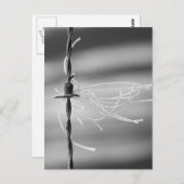 Tangled-draden - foto van barbaarse draad voor sti briefkaart (Voorkant / Achterkant)