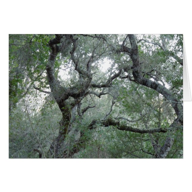 Tangled Oak Trees in Paso Robles, Californië (Voorkant Horizontaal)