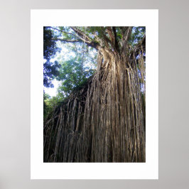 Tangled Tree Australia Kleurenfotografie Poster