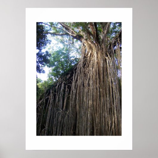 Tangled Tree Australia Kleurenfotografie Poster (Voorkant)