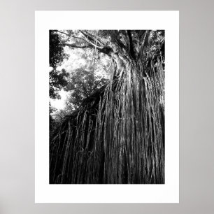 Tangled Tree Australia Zwart-wit fotografie Poster