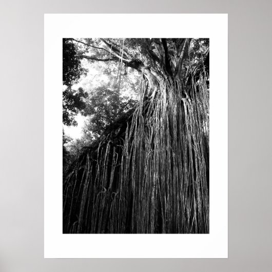 Tangled Tree Australia Zwart-wit fotografie Poster (Voorkant)