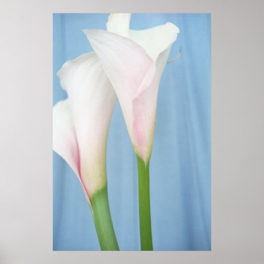 Tango Witte Calla Lelies Foto Poster Kunst Print (Voorkant)