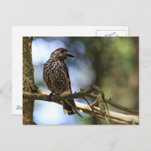 Tannenhäher Briefkaart (Voorkant / Achterkant)