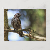 Tannenhäher Briefkaart (Voorkant)