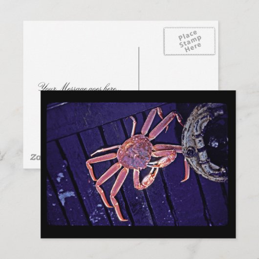 Tanner Crab Briefkaart (Voorkant / Achterkant)