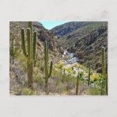 Tanque Verde Canyon Briefkaart (Voorkant)
