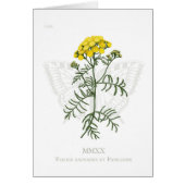 Tansy en Swallowtail kaart (Voorkant)