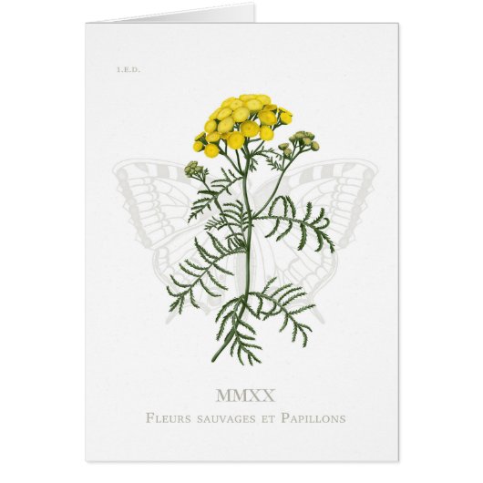 Tansy en Swallowtail kaart (Voorkant)