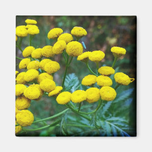 Tansy Flowers Magneet
