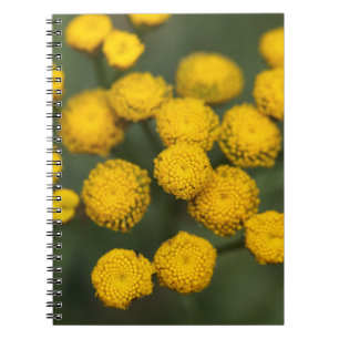 Tansy Tanacetum vulgare Notitieboek