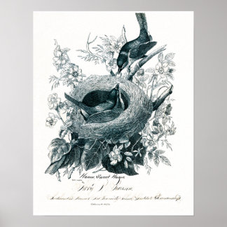 Tante Abby's vogelketch Poster