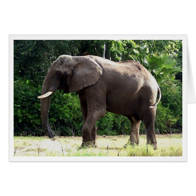 Tantor (Voorkant Horizontaal)