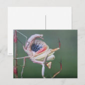 Tanz der Gottesanbeterin- Postkarte Briefkaart (Voorkant / Achterkant)