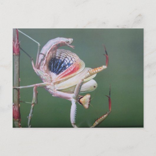 Tanz der Gottesanbeterin- Postkarte Briefkaart (Voorkant)