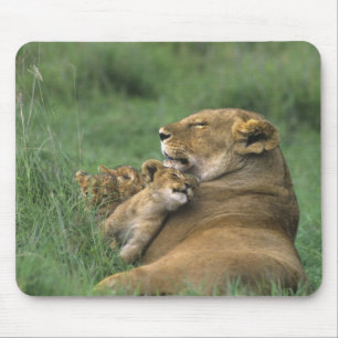Tanzania, krater van de Ngorongoro. Afrikaanse lee Muismat