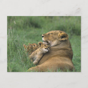 Tanzania, krater van Ngorongoro. Afrikaanse leeuwe Briefkaart