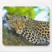 Tanzania Leopard-Muismat Muismat (Voorkant)