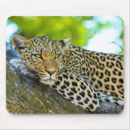 Tanzania Leopard-Muismat Muismat