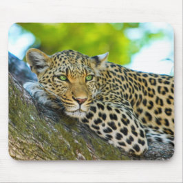 Tanzania Leopard-Muismat Muismat