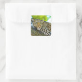 Tanzania Leopard Stickers (Tas)
