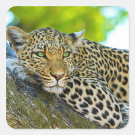 Tanzania Leopard Stickers